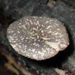 ヒョウモンウラベニガサ の高画質写真です。横浜市で、2025年7月21日に撮影したものです。