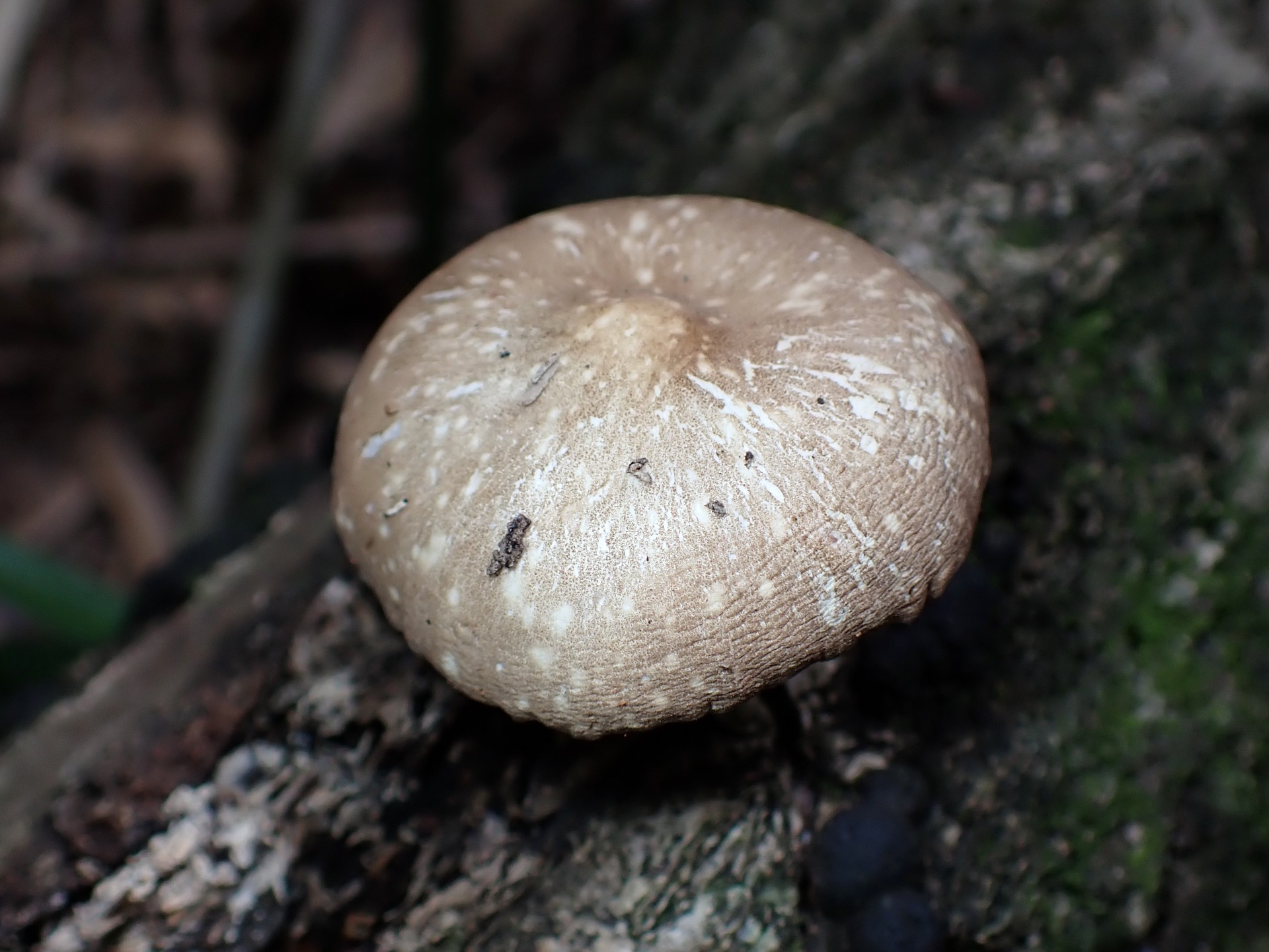 ヒョウモンウラベニガサ の高画質写真です。横浜市で、2025年7月23日に撮影したものです。