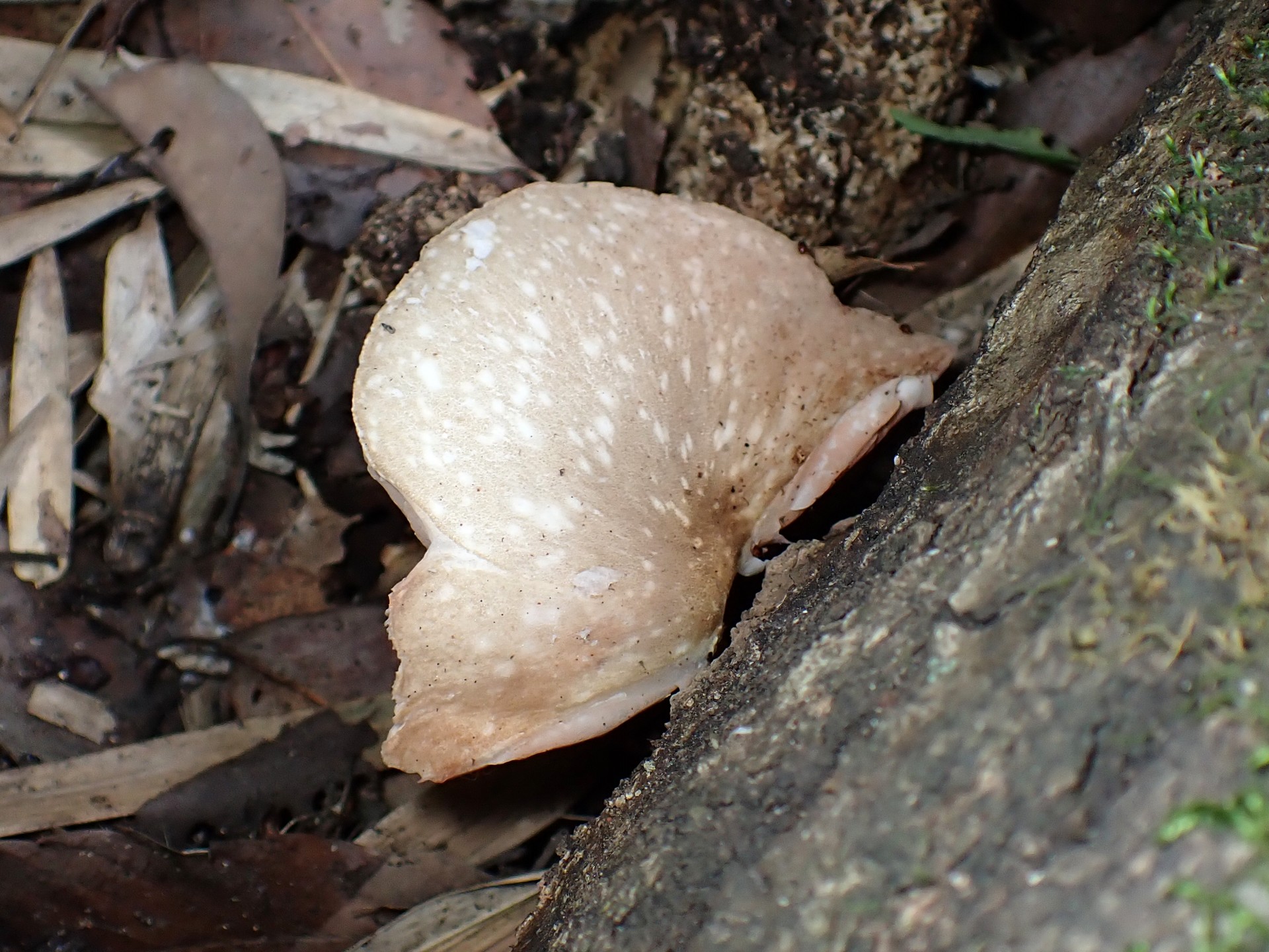 ヒョウモンウラベニガサ の高画質写真です。横浜市で、2025年7月23日に撮影したものです。
