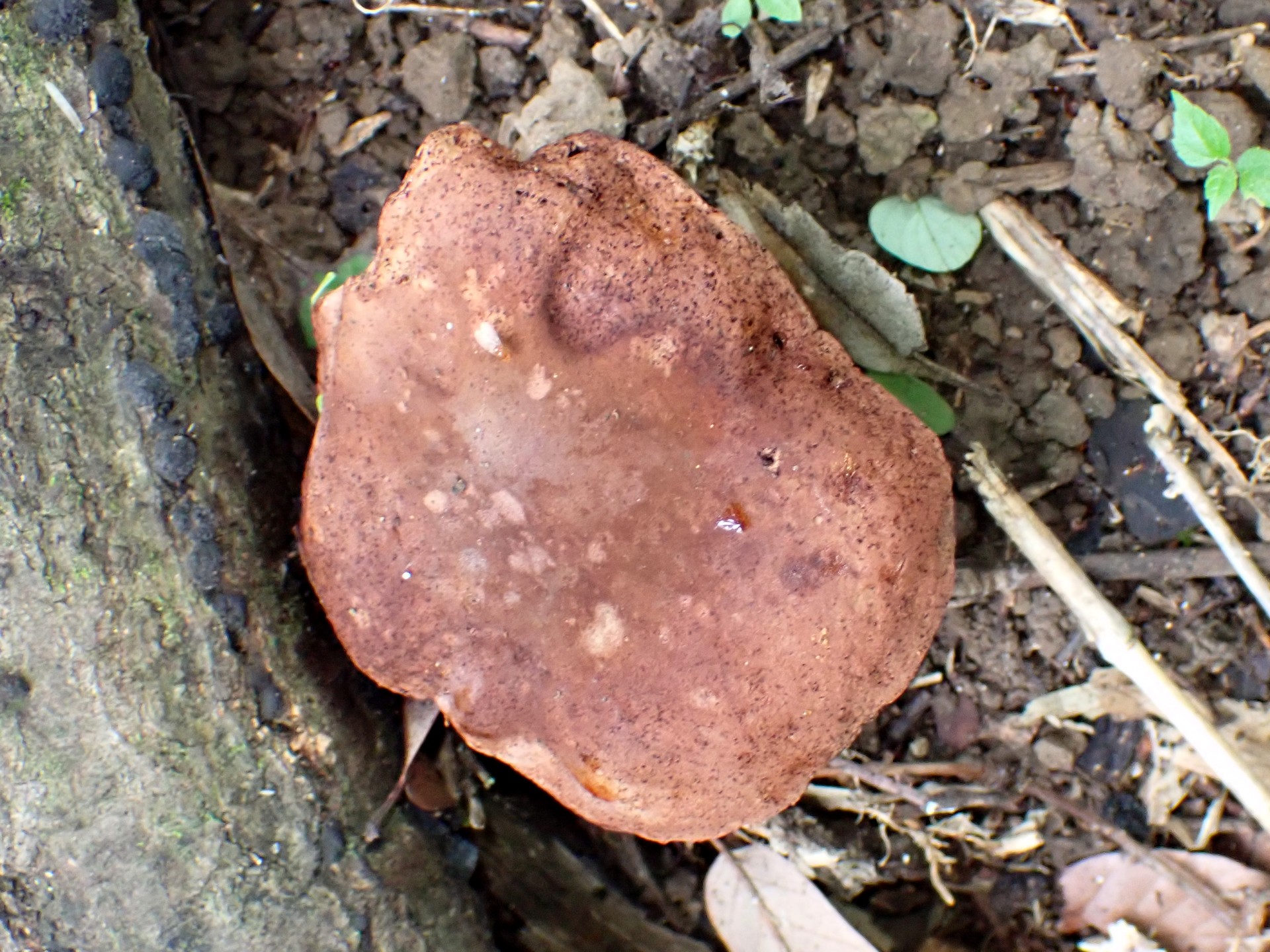 イグチの仲間 の高画質写真です。横浜市で、2025年7月3日に撮影したものです。