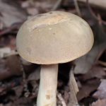 イグチの仲間 の仲間 の高画質写真です。横浜市で、2025年7月18日に撮影したものです。