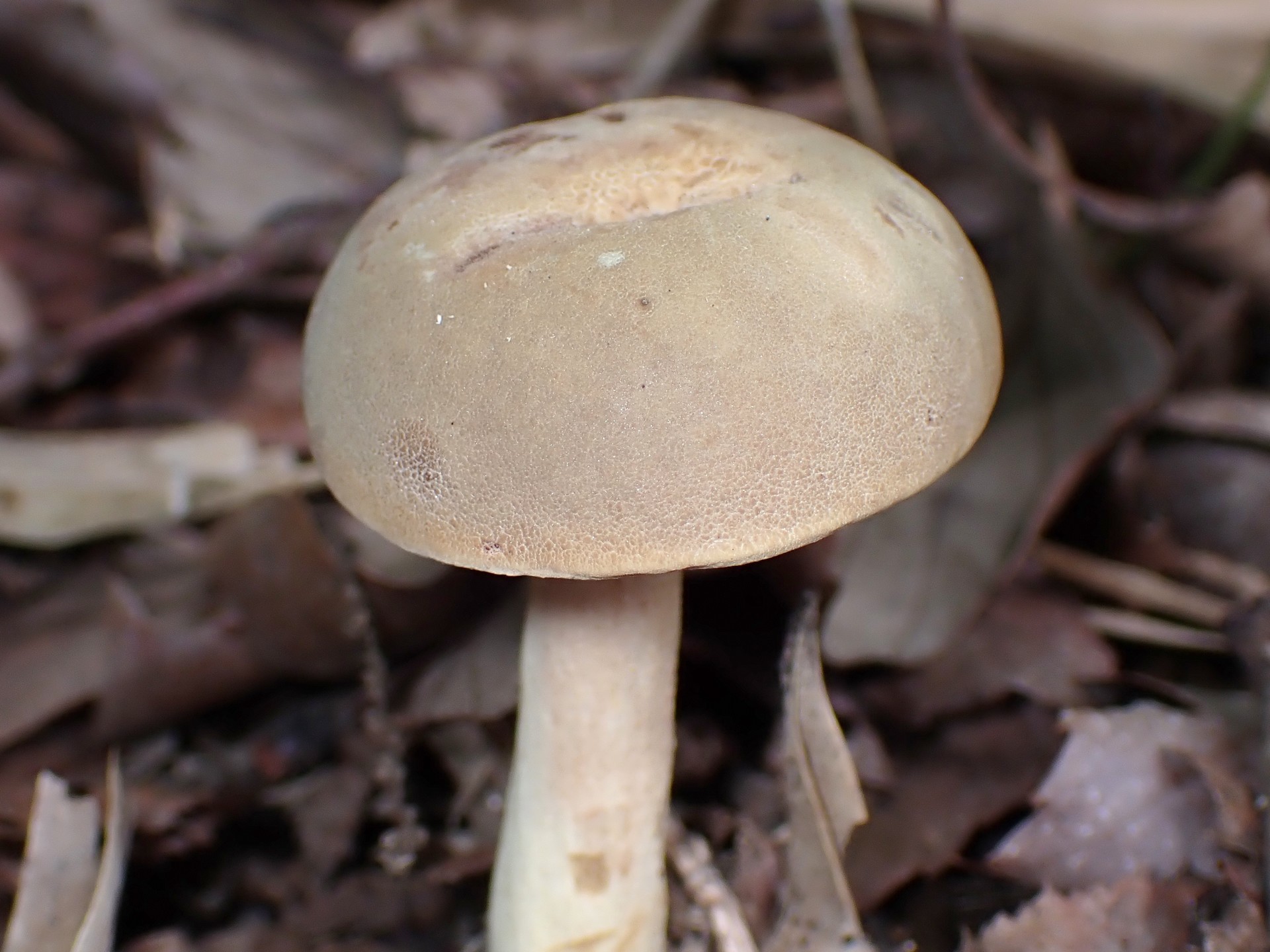 イグチの仲間 の仲間 の高画質写真です。横浜市で、2025年7月18日に撮影したものです。