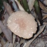 イグチの仲間 の高画質写真です。横浜市で、2025年7月23日に撮影したものです。