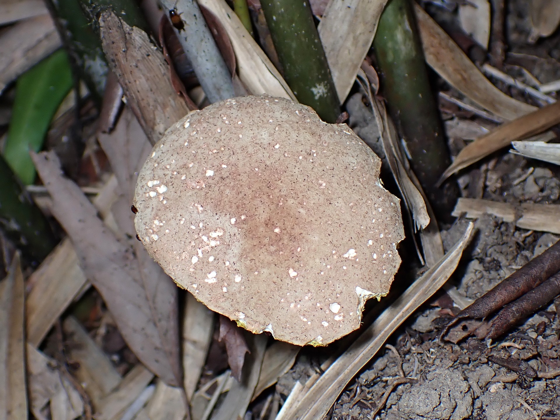 イグチの仲間 の高画質写真です。横浜市で、2025年7月23日に撮影したものです。