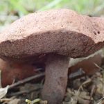 イグチの仲間 の高画質写真です。横浜市で、2025年7月3日に撮影したものです。