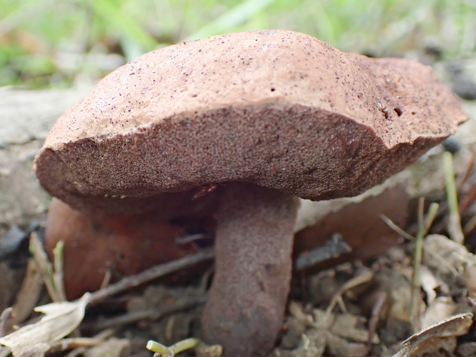 イグチの仲間 の高画質写真です。横浜市で、2025年7月3日に撮影したものです。