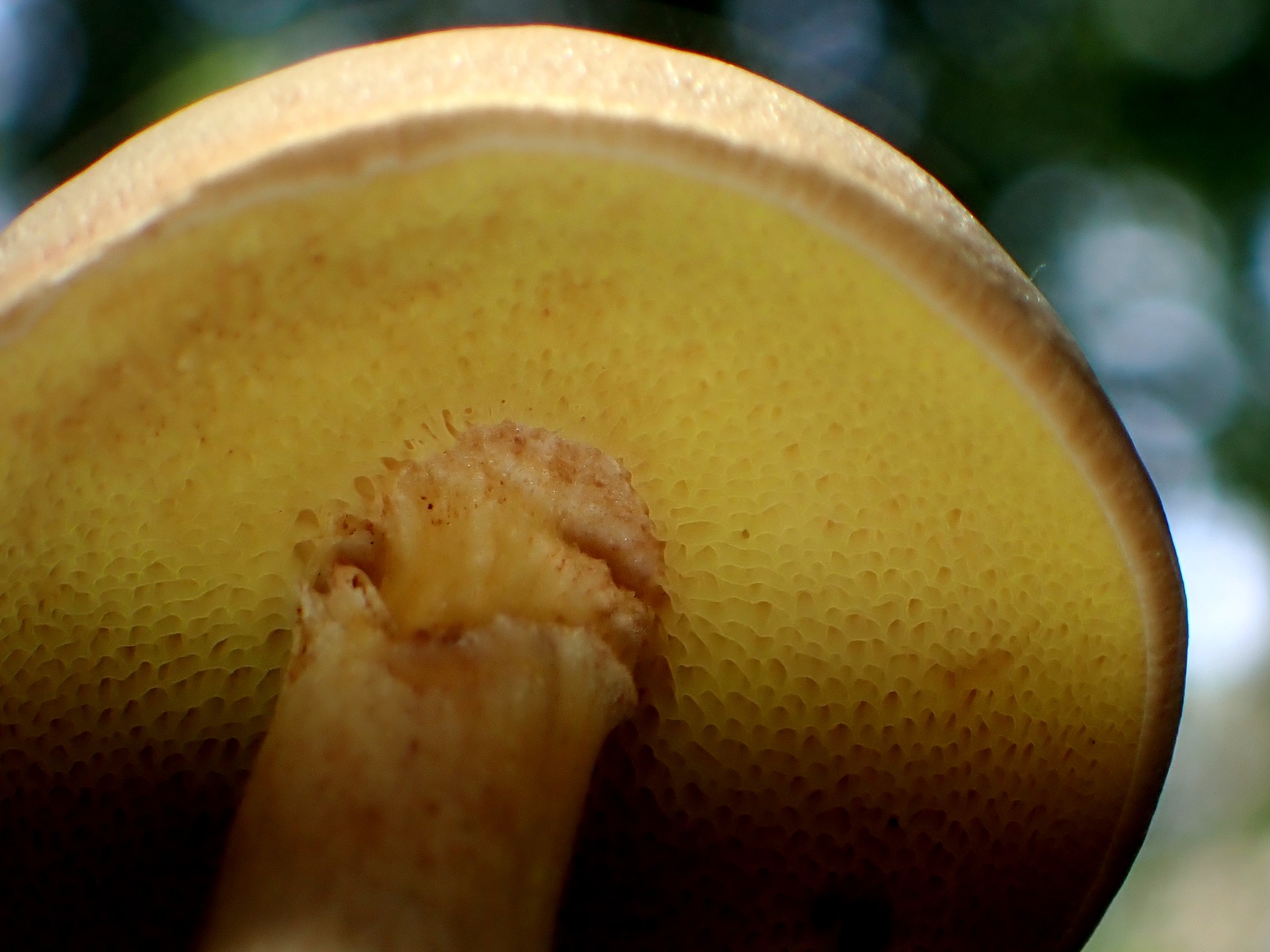 イグチの仲間 の仲間 の高画質写真です。横浜市で、2025年7月18日に撮影したものです。