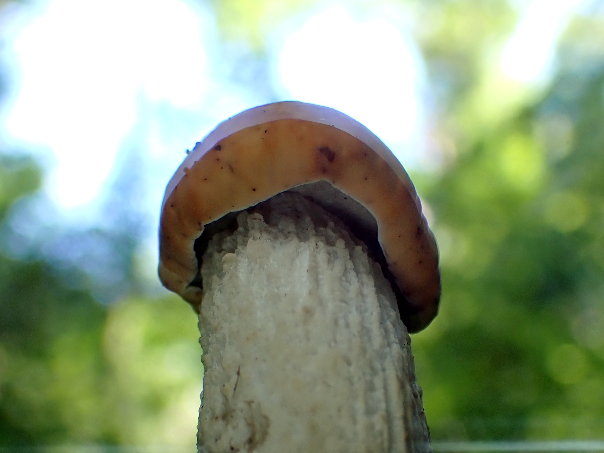 イグチの仲間 の高画質写真です。横浜市で、2025年7月21日に撮影したものです。