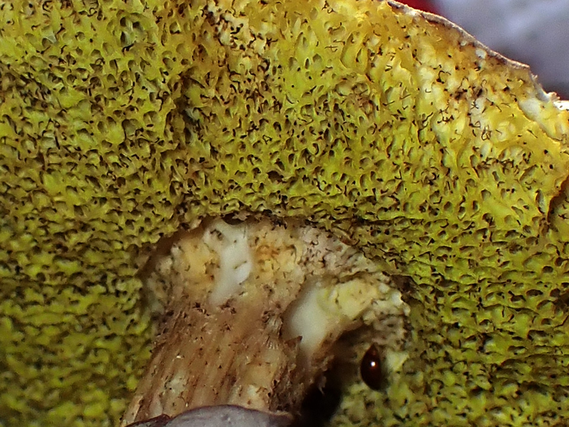 イグチの仲間 の高画質写真です。横浜市で、2025年7月23日に撮影したものです。