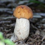 イグチの仲間 の高画質写真です。横浜市で、2025年7月21日に撮影したものです。