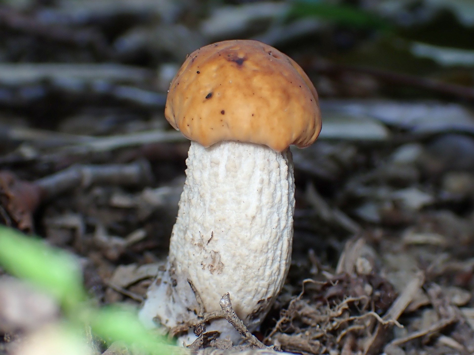 イグチの仲間 の高画質写真です。横浜市で、2025年7月21日に撮影したものです。