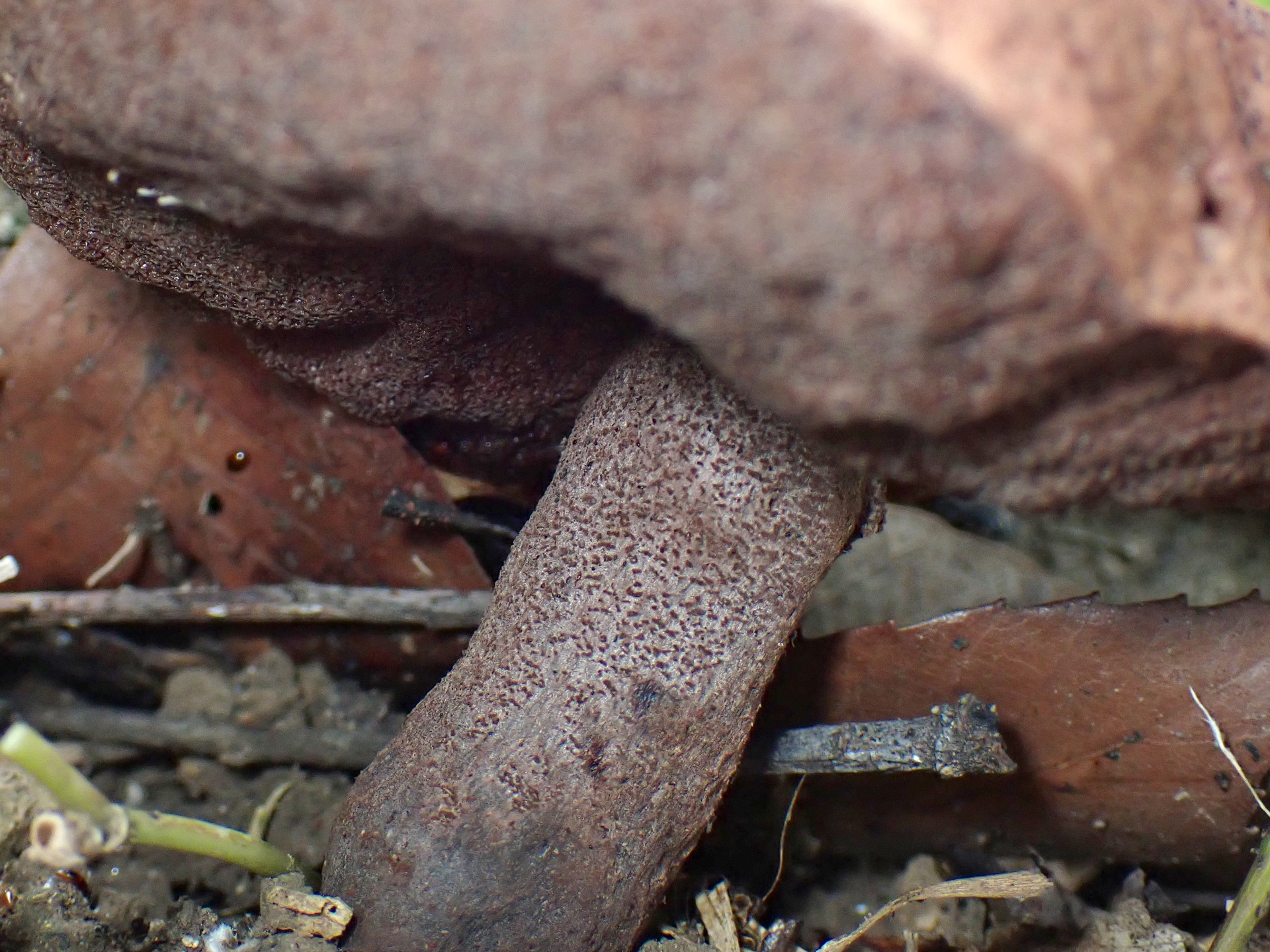 イグチの仲間 の高画質写真です。横浜市で、2025年7月3日に撮影したものです。