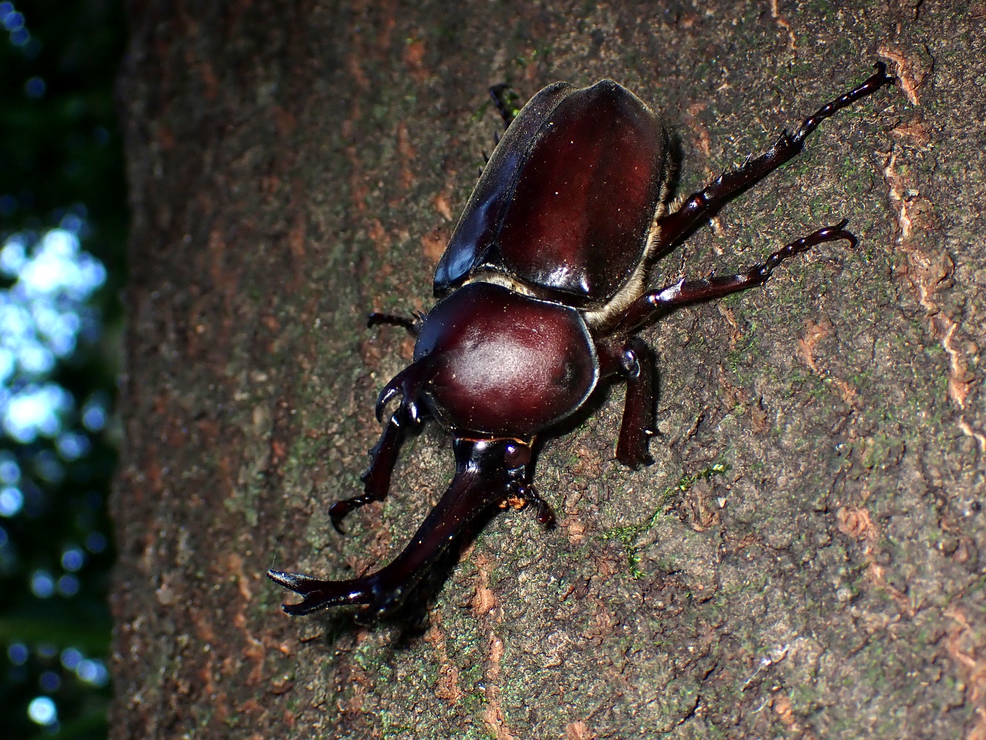 カブトムシ の高画質写真です。横浜市で、2025年7月29日に撮影したものです。