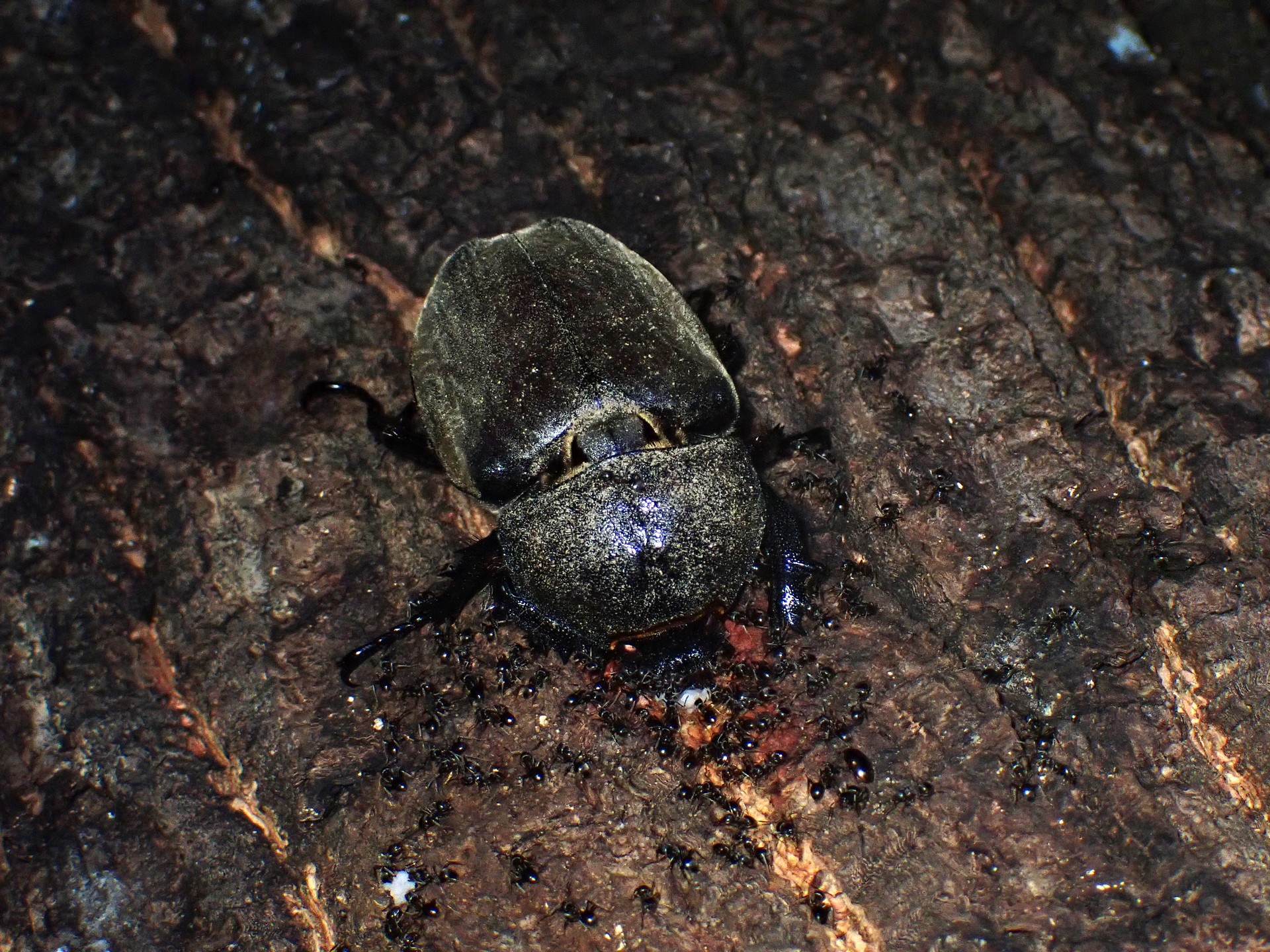 カブトムシ の高画質写真です。横浜市で、2025年7月29日に撮影したものです。