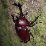 カブトムシ の高画質写真です。横浜市で、2025年7月29日に撮影したものです。