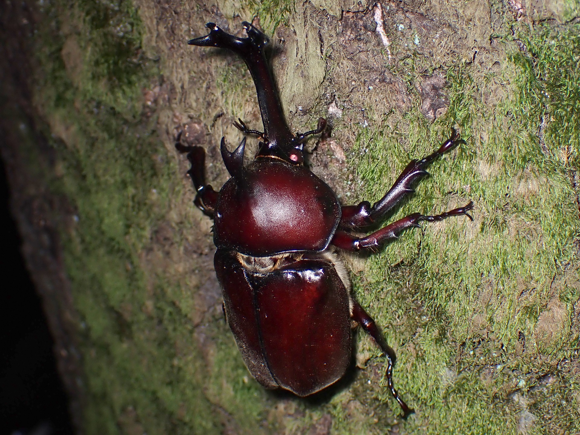 カブトムシ の高画質写真です。横浜市で、2025年7月29日に撮影したものです。