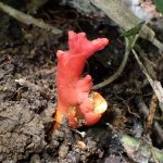 カエンタケ の仲間 の高画質写真です。横浜市で、2025年7月18日に撮影したものです。