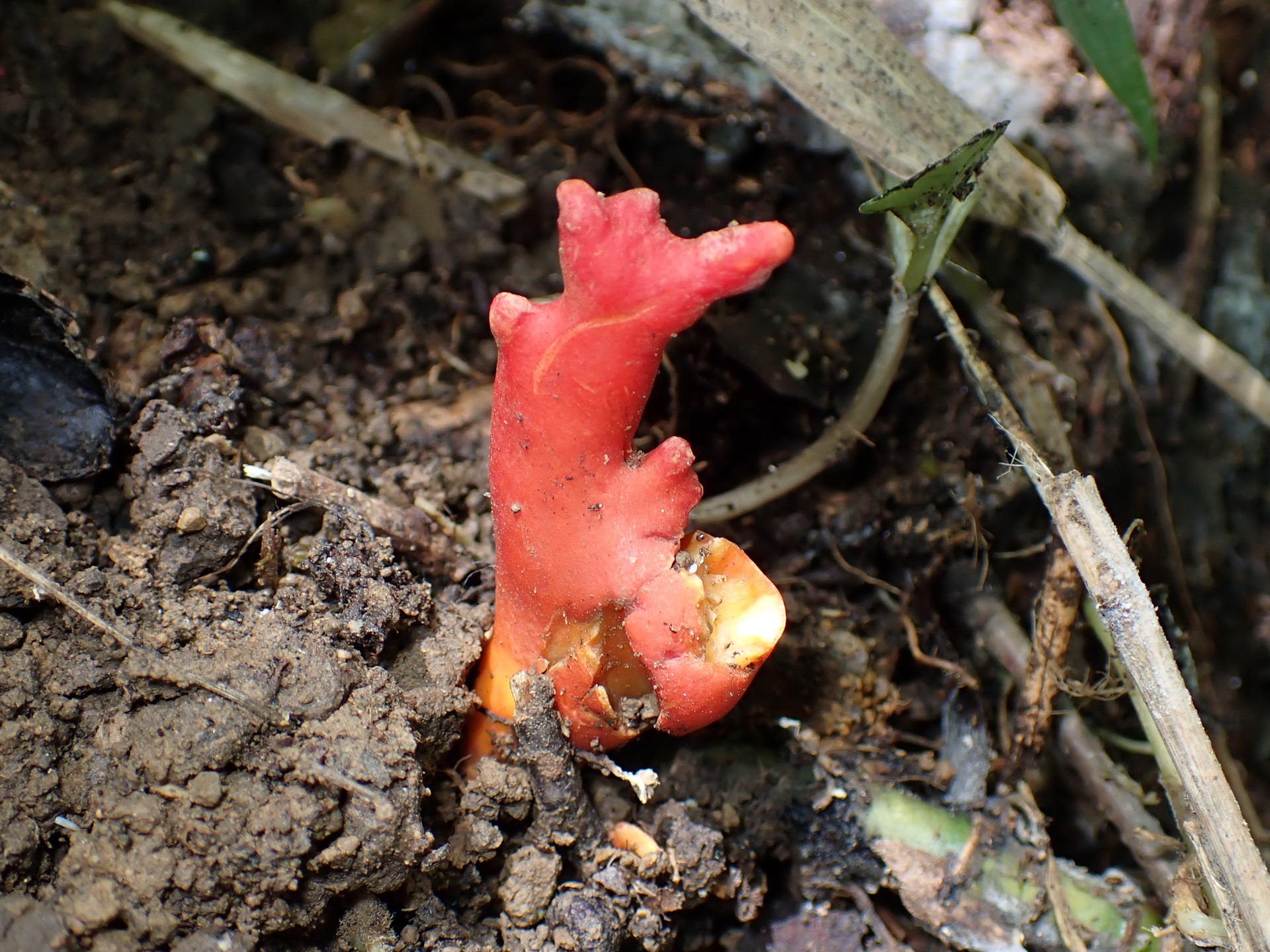 カエンタケ の仲間 の高画質写真です。横浜市で、2025年7月18日に撮影したものです。