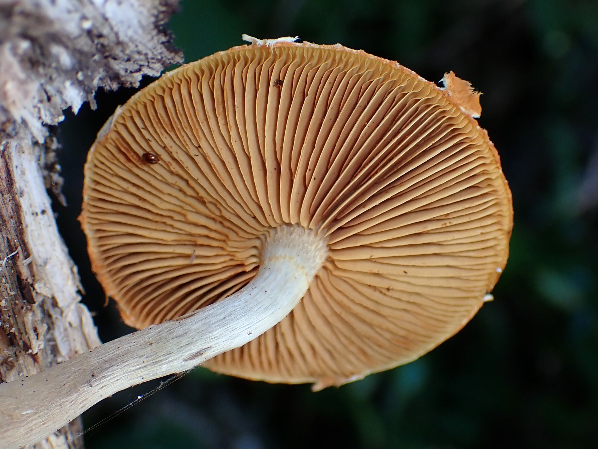 黄色い中型きのこ の高画質写真です。横浜市で、2025年7月10日に撮影したものです。