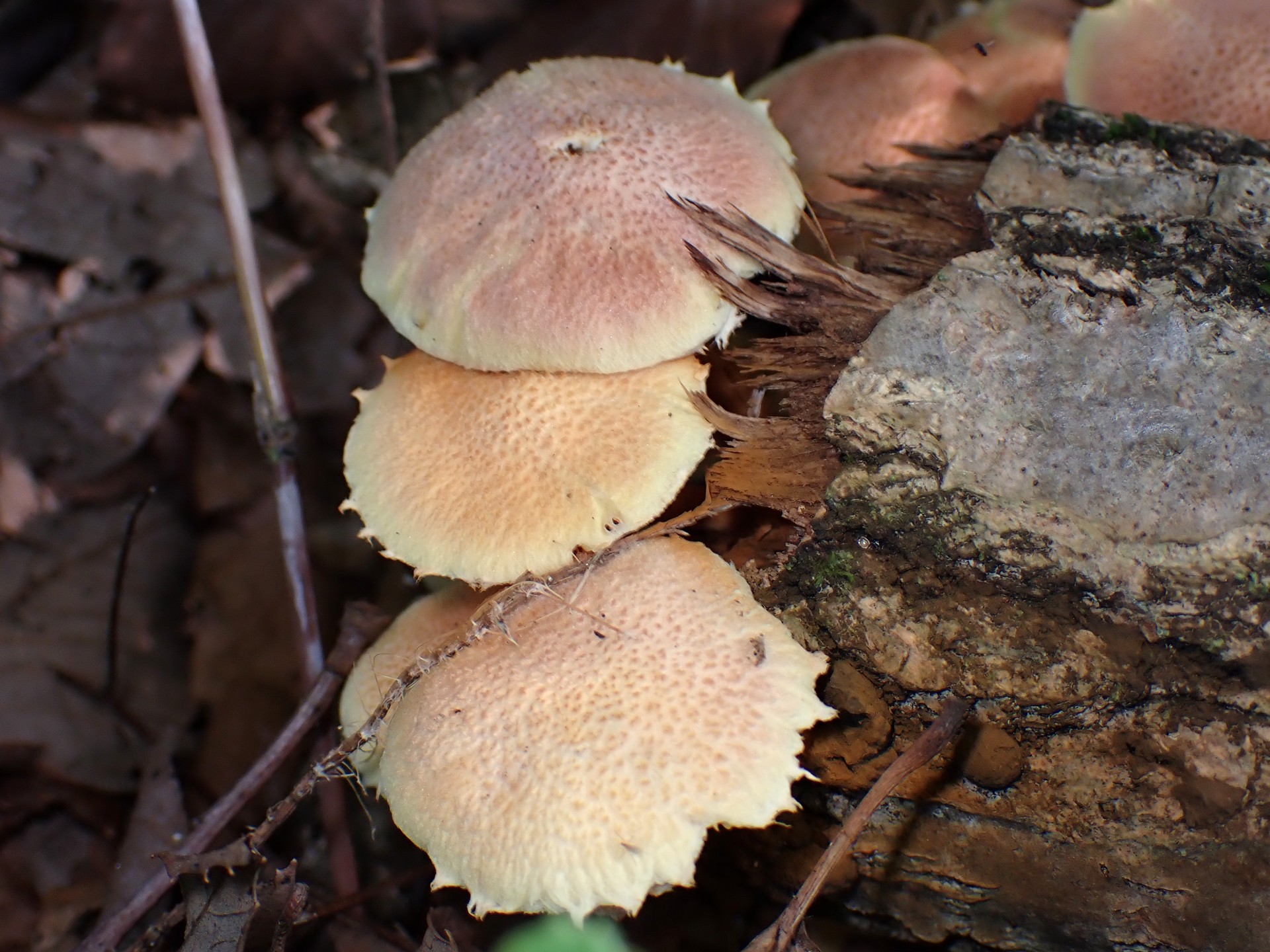 黄色い中型きのこ の高画質写真です。横浜市で、2025年7月10日に撮影したものです。