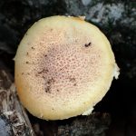 黄色い中型きのこ の高画質写真です。横浜市で、2025年7月10日に撮影したものです。