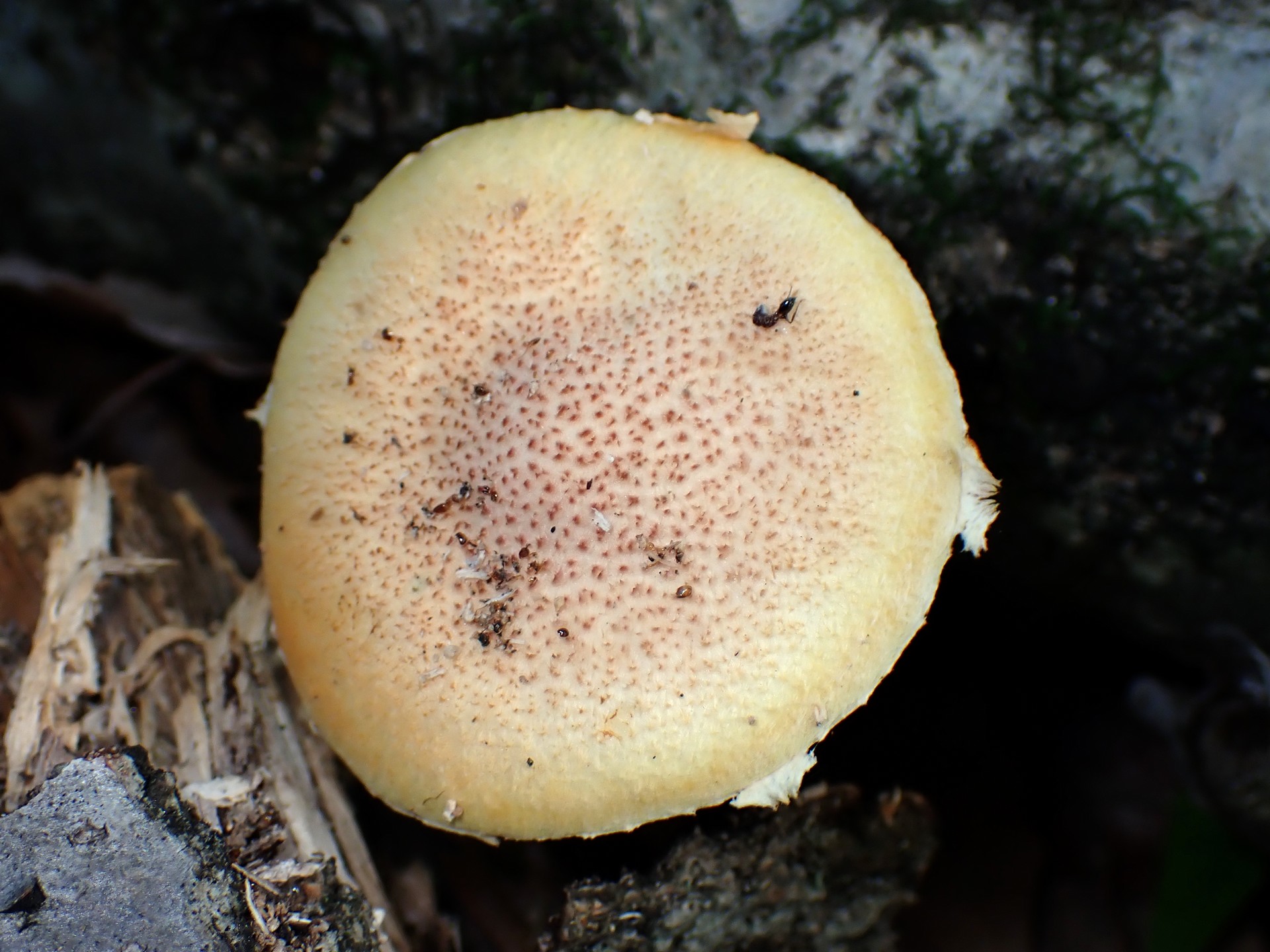黄色い中型きのこ の高画質写真です。横浜市で、2025年7月10日に撮影したものです。