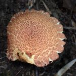 キクバナイグチ の高画質写真です。横浜市で、2025年7月29日に撮影したものです。