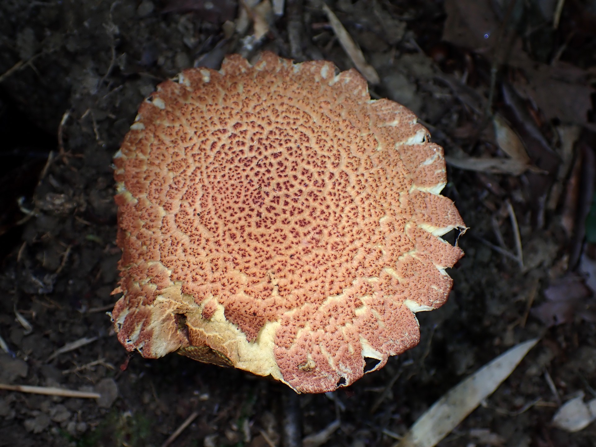 キクバナイグチ の高画質写真です。横浜市で、2025年7月29日に撮影したものです。