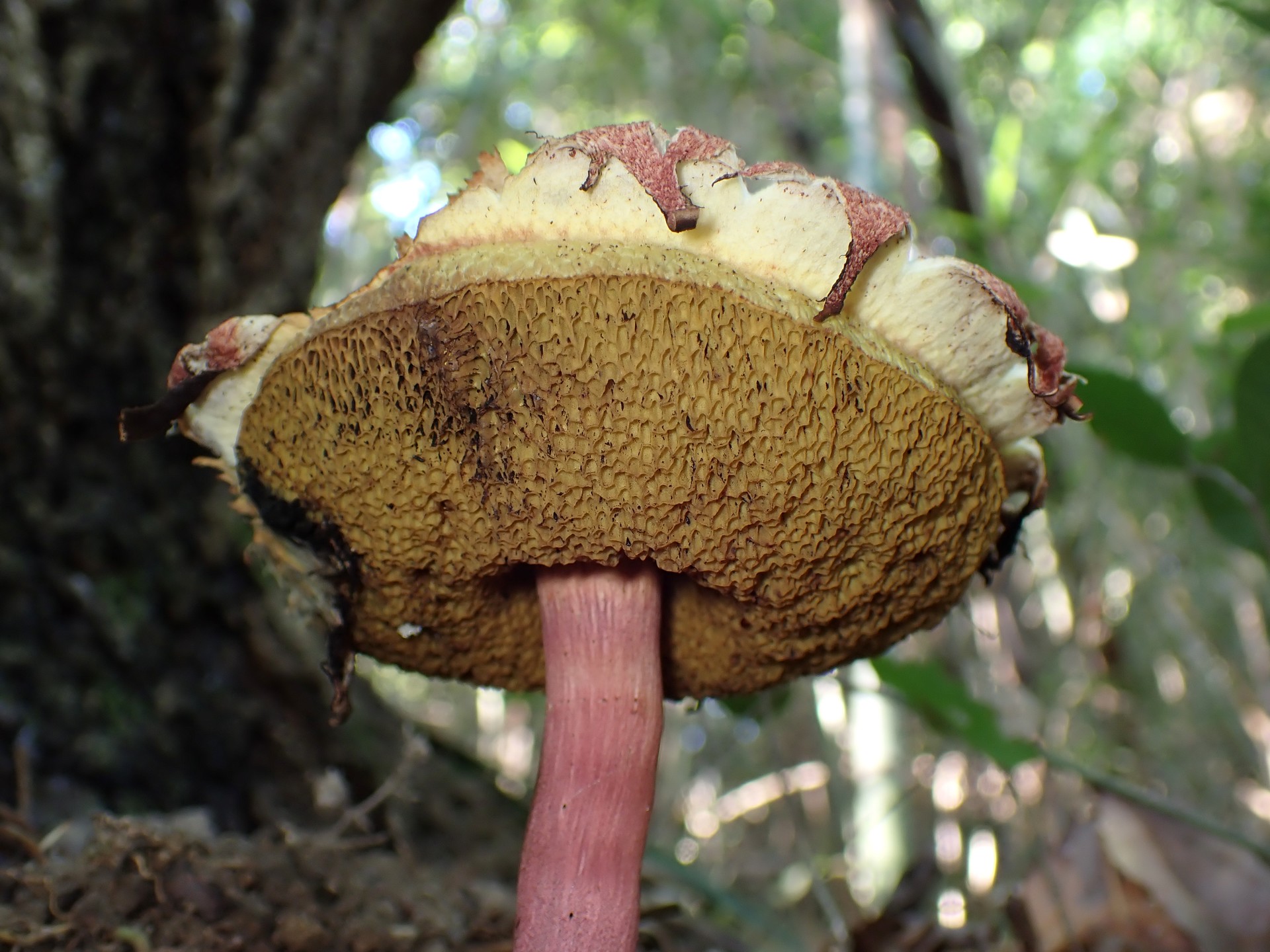 キクバナイグチ の高画質写真です。横浜市で、2025年7月29日に撮影したものです。