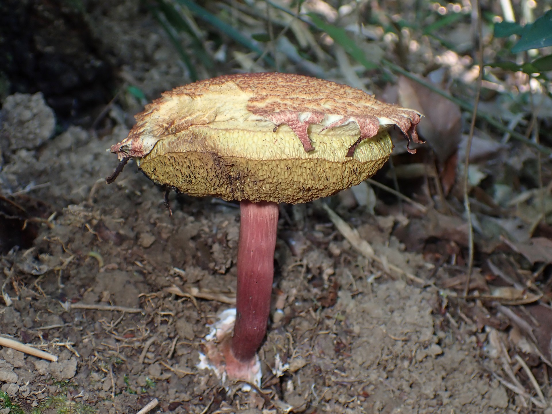 キクバナイグチ の高画質写真です。横浜市で、2025年7月29日に撮影したものです。