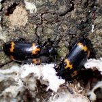 キノコムシの仲間 の高画質写真です。横浜市で、2025年7月3日に撮影したものです。