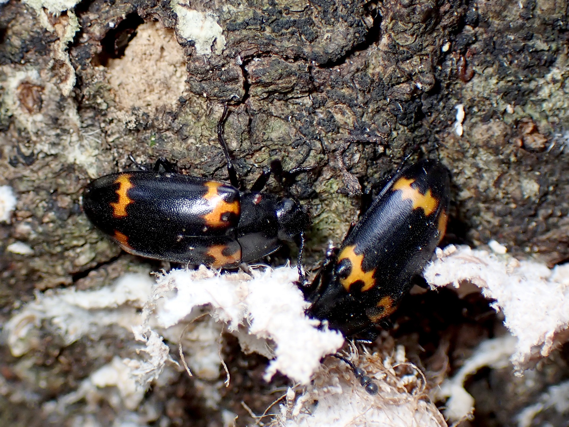 キノコムシの仲間 の高画質写真です。横浜市で、2025年7月3日に撮影したものです。