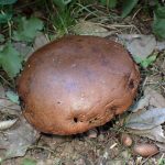 こげ茶色のイグチ の高画質写真です。横浜市で、2025年7月10日に撮影したものです。