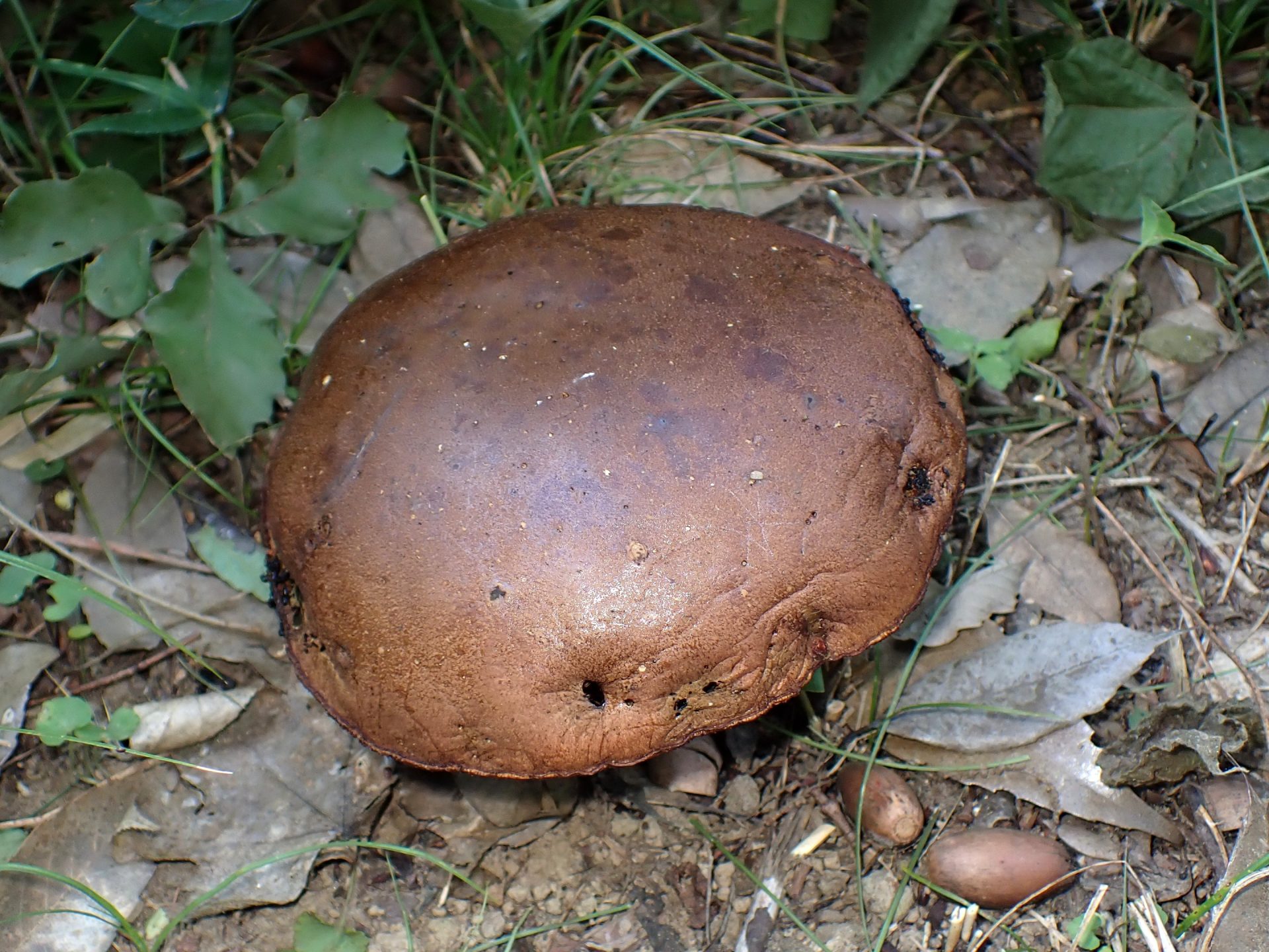 こげ茶色のイグチ の高画質写真です。横浜市で、2025年7月10日に撮影したものです。