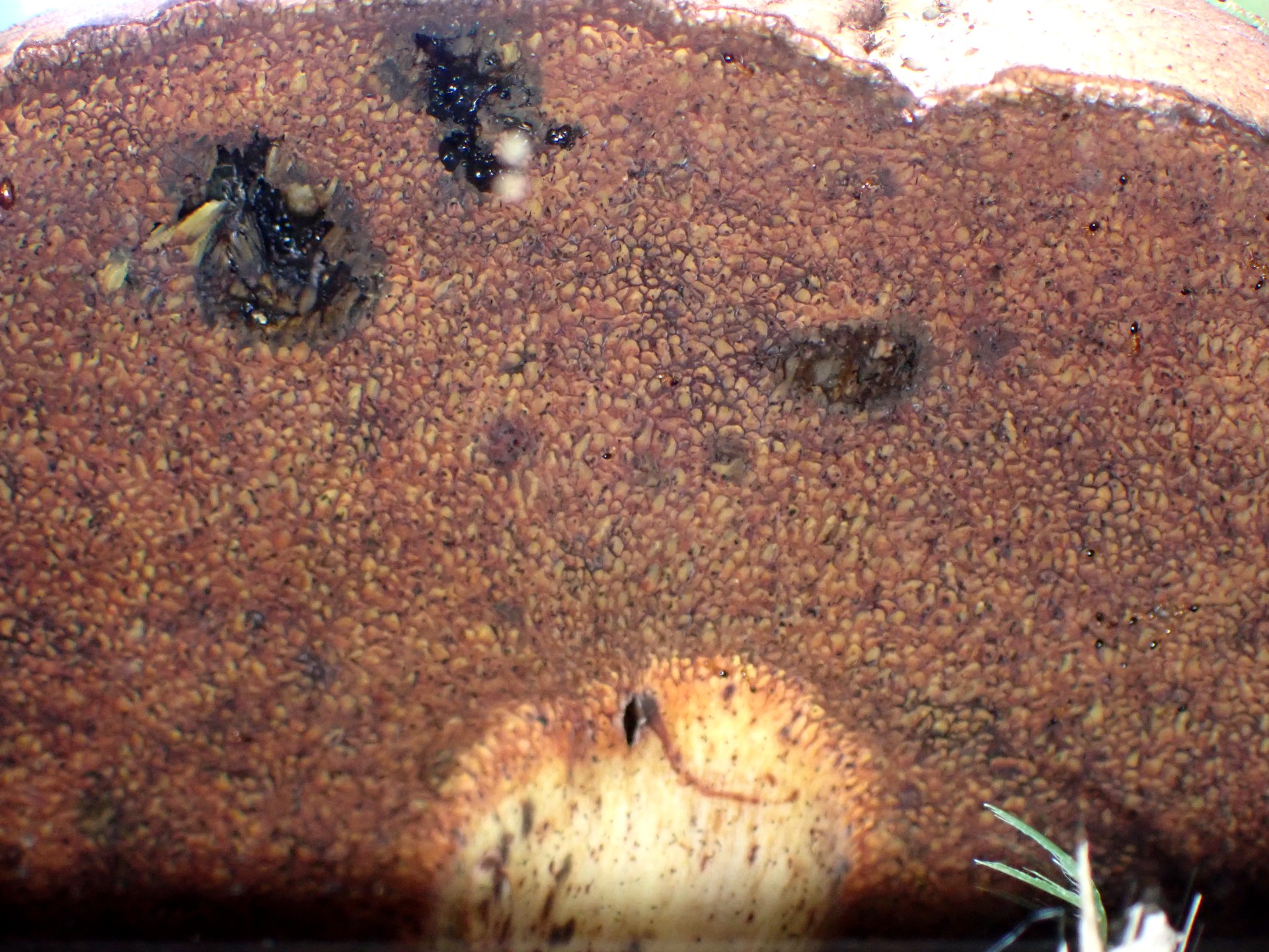 こげ茶色のイグチ の高画質写真です。横浜市で、2025年7月10日に撮影したものです。