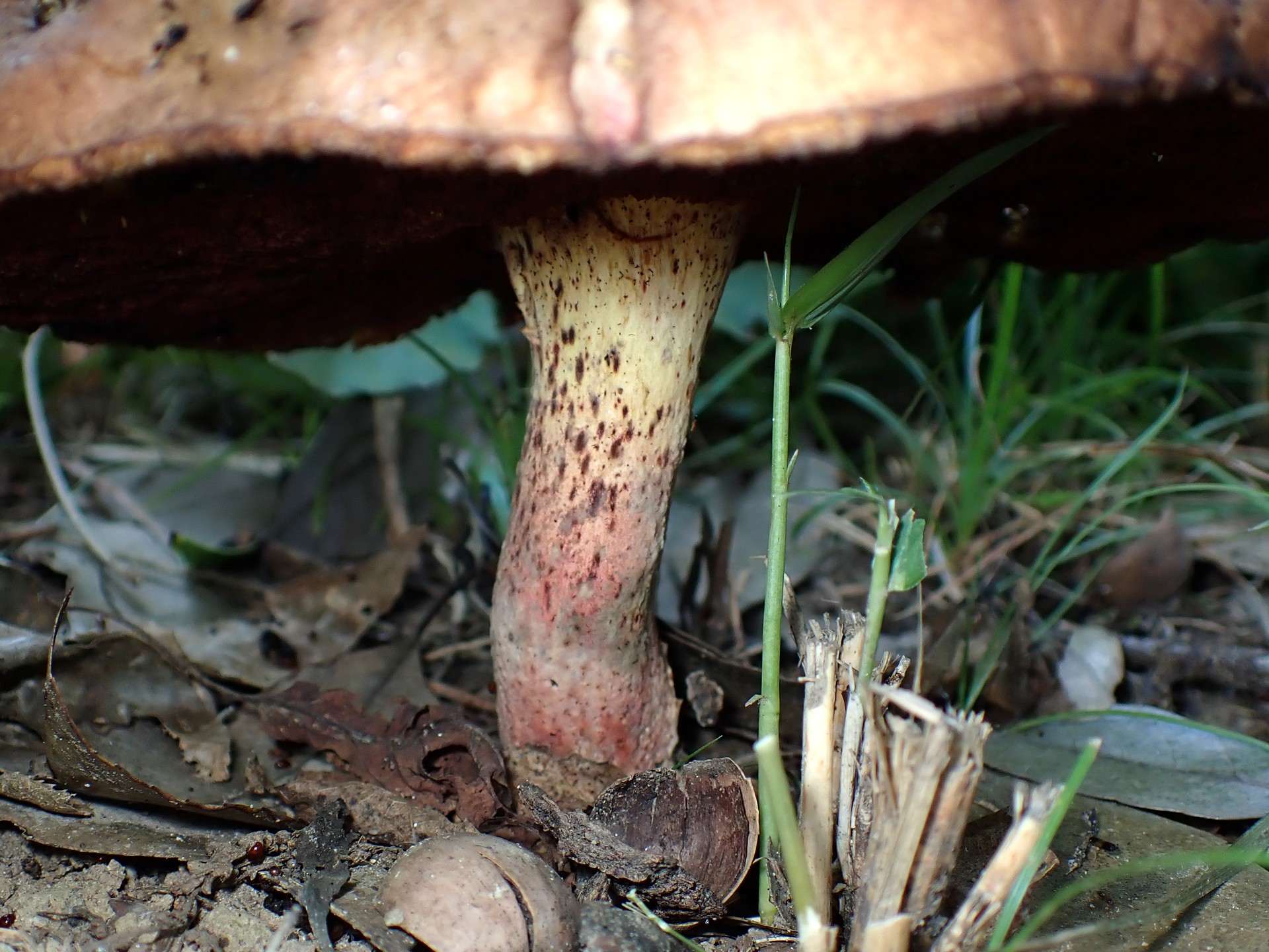 こげ茶色のイグチ の高画質写真です。横浜市で、2025年7月10日に撮影したものです。