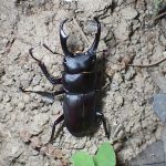 コクワガタ の高画質写真です。横浜市で、2025年7月29日に撮影したものです。