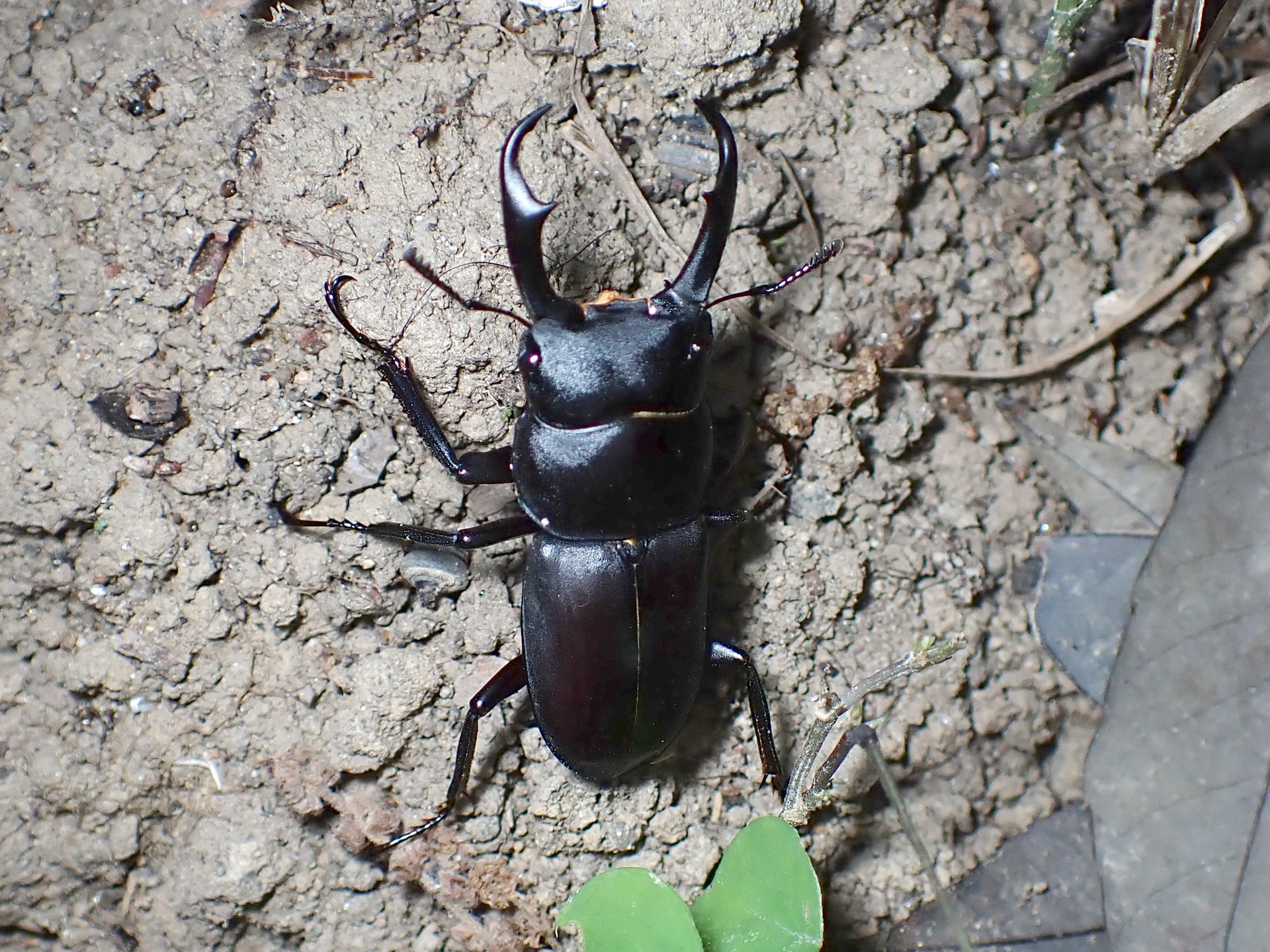 コクワガタ の高画質写真です。横浜市で、2025年7月29日に撮影したものです。