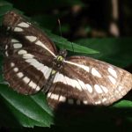 コミスジ の高画質写真です。横浜市で、2025年7月21日に撮影したものです。