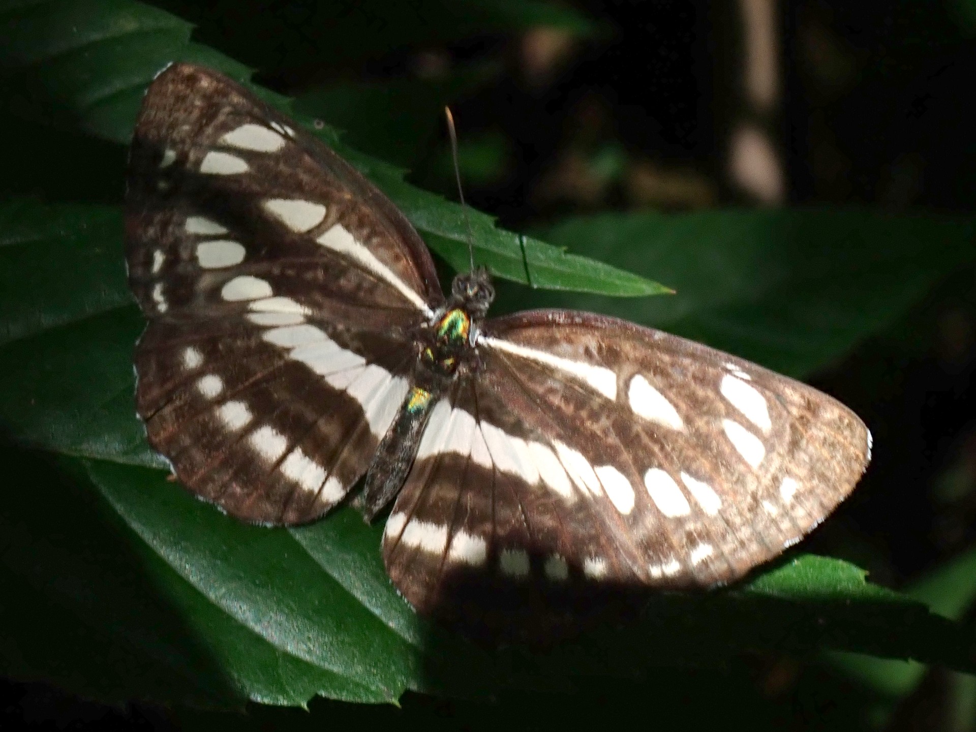 コミスジ の高画質写真です。横浜市で、2025年7月21日に撮影したものです。