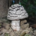 コナカブリテングタケ の高画質写真です。横浜市で、2025年7月25日に撮影したものです。