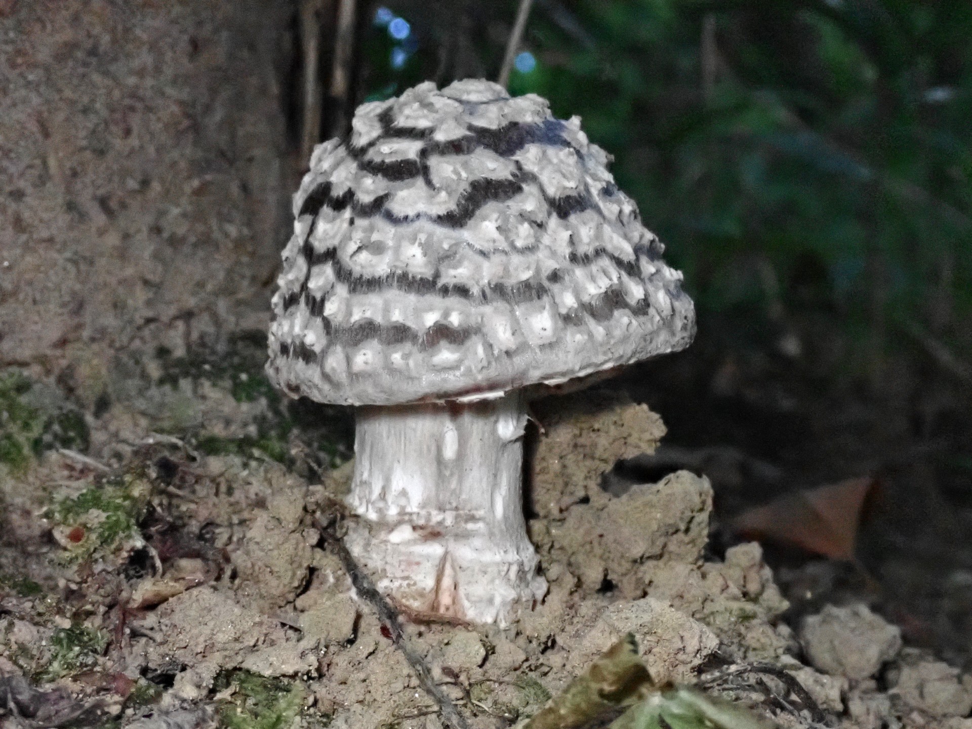 コナカブリテングタケ の高画質写真です。横浜市で、2025年7月25日に撮影したものです。