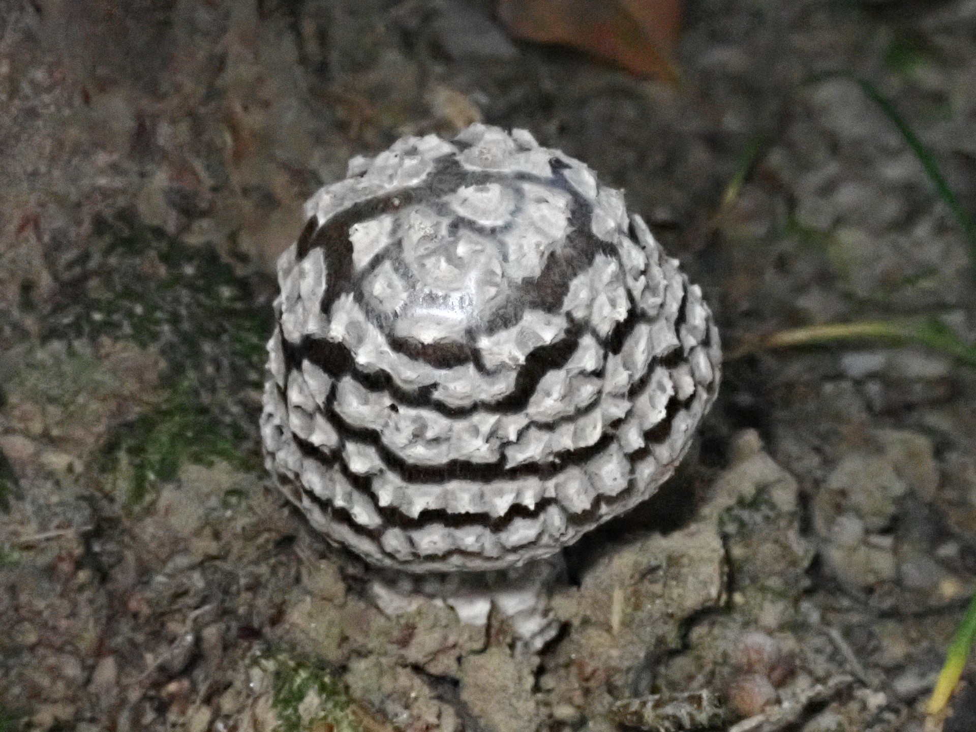 コナカブリテングタケ の高画質写真です。横浜市で、2025年7月25日に撮影したものです。