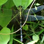 コオニヤンマ の高画質写真です。横浜市で、2025年7月4日に撮影したものです。