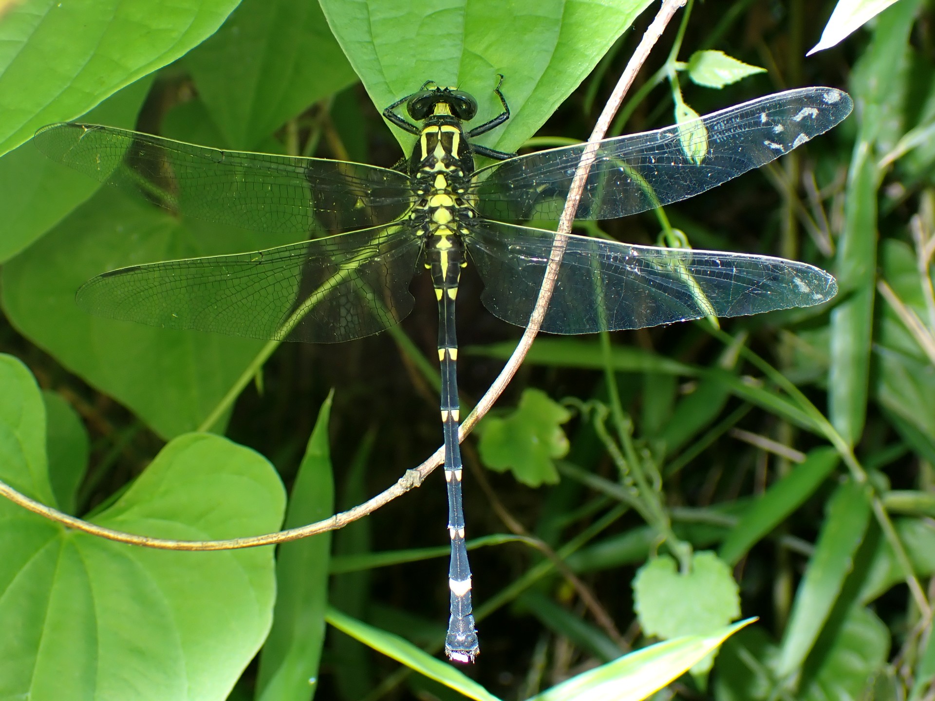 コオニヤンマ の高画質写真です。横浜市で、2025年7月4日に撮影したものです。