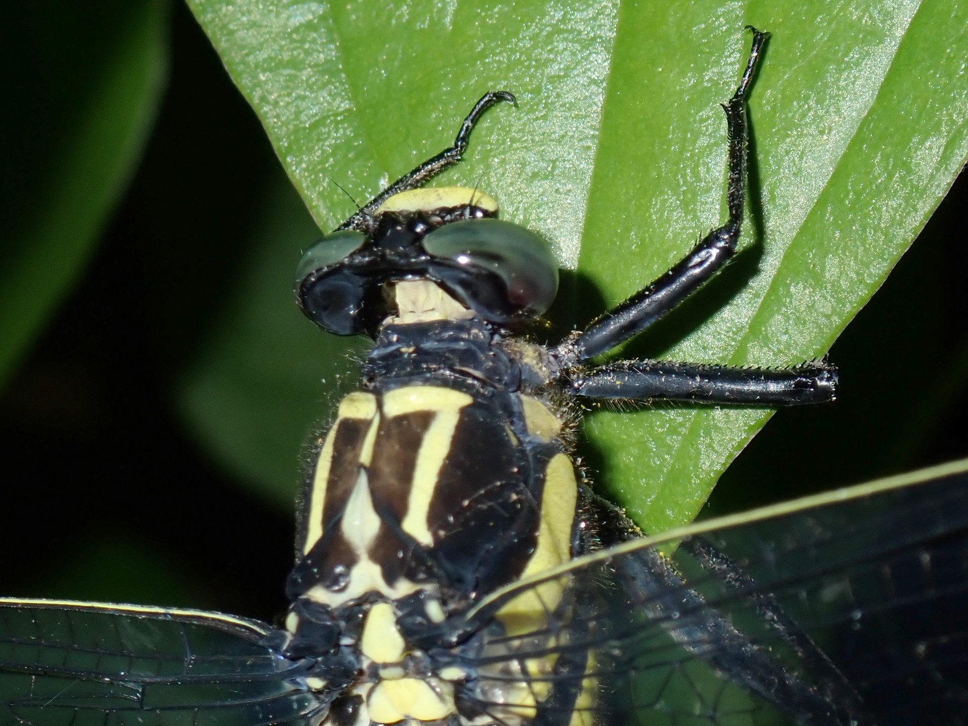 コオニヤンマ の高画質写真です。横浜市で、2025年7月4日に撮影したものです。