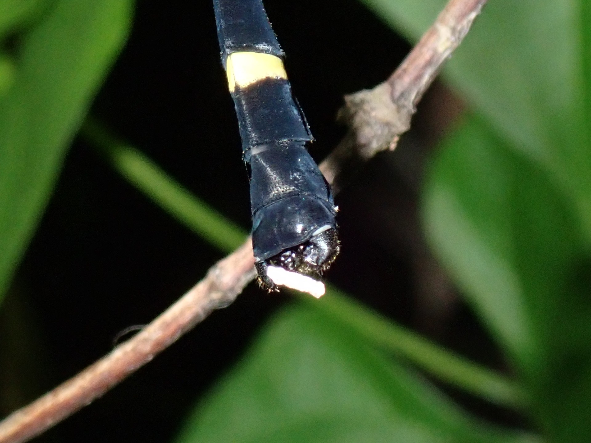 コオニヤンマ の高画質写真です。横浜市で、2025年7月4日に撮影したものです。
