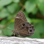 クロヒカゲ の高画質写真です。横浜市で、2025年7月3日に撮影したものです。