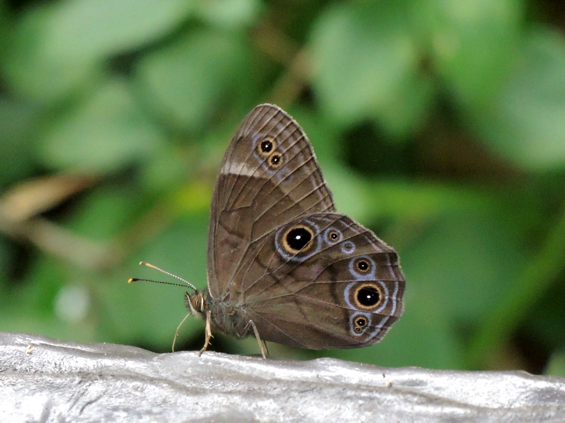 クロヒカゲ の高画質写真です。横浜市で、2025年7月3日に撮影したものです。