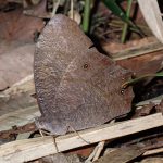 クロコノマチョウ の高画質写真です。横浜市で、2025年7月12日に撮影したものです。